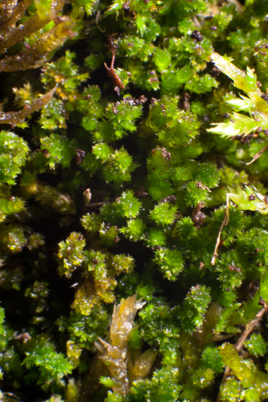 Platygyrium repens
